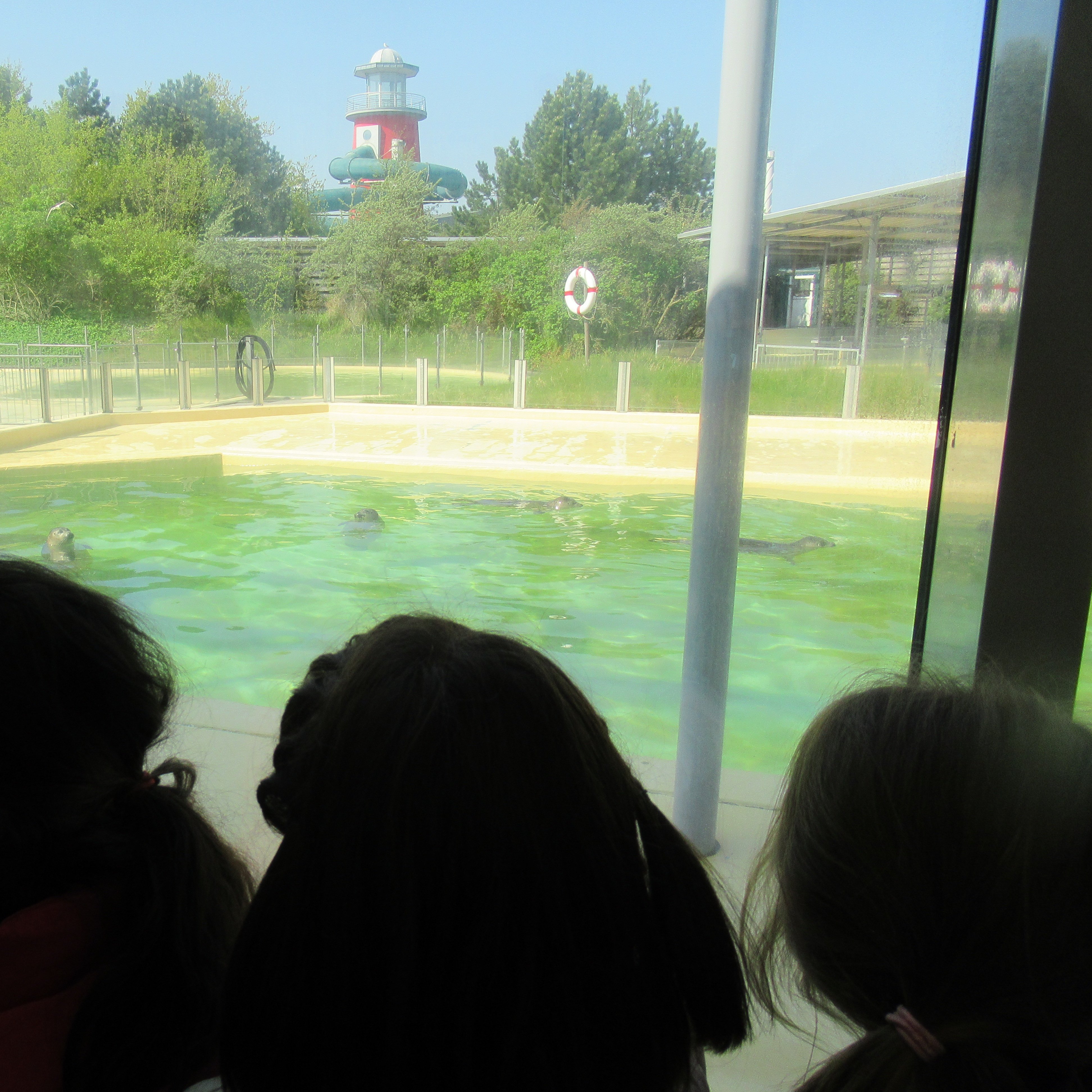 Die Vorschulkindern waren zu Besuch in der Seehundaufzuchtstation in Norden/Norddeich. Foto: DiKiTa